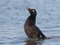 White-winged Scoter - Revere Beach