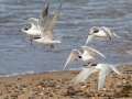 Two Common Terns (left) and Three Roseate Terns (Right) - Hatches Harbor, Cape Cod