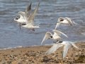 Two Common Terns (left) and Three Roseate Terns (Right) - Hatches Harbor, Cape Cod