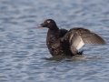 White-winged Scoter - Revere Beach