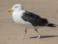 Great Black-backed Gull - Hatches Harbor, Cape Cod