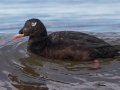 White-winged Scoter - Revere Beach