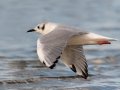 Bonaparte's Gull - Revere Beach