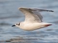 Bonaparte's Gull - Revere Beach