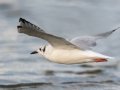 Bonaparte's Gull - Revere Beach