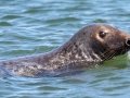 Gray Seal - Race Point Beach, Cape Cod National Seashore