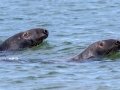 Gray Seals - Race Point Beach, Cape Cod National Seashore