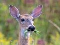 White-tailed Deer - Mass Audubon Daniel Webster Wildlife Sanctuary, Marshfield