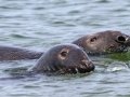 Gray Seals - Race Point Beach, Cape Cod National Seashore