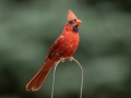 Northern Cardinal - Mass Audubon Museum of American Bird Art, Canton