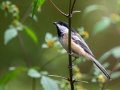 Black-capped Chickadee - Mass Audubon Museum of American Bird Art, Canton