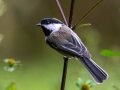Black-capped Chickadee - Mass Audubon Museum of American Bird Art, Canton