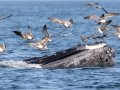 Laughing Gulls land on feeding Humpback Whale waiting for an easy meal - pelagic trip out of Chatham, Cape Cod