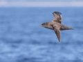 Sooty Shearwater - pelagic trip out of Chatham, Cape Cod
