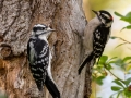 Downy Woodpeckers - Beech Forest, Cape Cod National Seashore