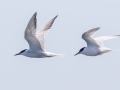 Common and Roseate Tern  - Hatches Harbor, Cape Cod