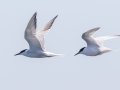 Common and Roseate Tern  - Hatches Harbor, Cape Cod