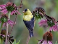 American Goldfinch - Mass Audubon Museum of American Bird Art, Canton