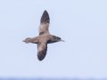 Sooty Shearwater - pelagic trip out of Chatham, Cape Cod