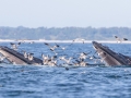 Cooperative feeding of two Humpback Whales - pelagic trip out of Chatham, Cape Cod