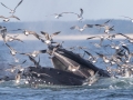 Commensalism relationship between Laughing Gulls and “bubble feeding” Humpback Whales - pelagic trip out of Chatham, Cape Cod