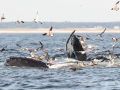 Humpback Whale - pelagic trip out of Chatham, Cape Cod