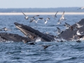 Humpback Whale with Laughing Gulls and Sooty Shearwaters - pelagic trip out of Chatham, Cape Cod