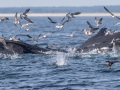 Humpback Whale filter feeding using it's  baleen bristles to trap prey -  pelagic trip out of Chatham, Cape Cod