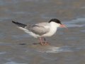 Common Tern - Crosby Landing, Cape Cod