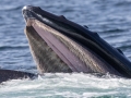Humpback Whale closeup of baleen bristles  -  pelagic trip out of Chatham, Cape Cod