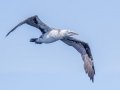 Northern Gannet - pelagic trip out of Chatham, Cape Cod