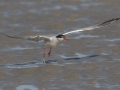 Common Tern - Crosby Landing, Cape Cod