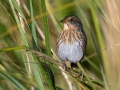 Saltmarsh Sparrow - Nauset Marsh, Cape Cod