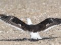 Great Black-backed Gull - Revere Beach