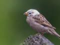 Leukistic House Sparrow - Bird Watcher's General Store, 36 MA-6A, Orleans