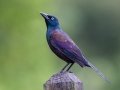 Common Grackle (Bronzed) - Bird Watcher's General Store, 36 MA-6A, Orleans