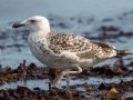 Great Black-backed Gull first cycle - Revere Beach