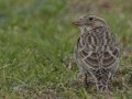Thick-billed Longspur aka McCown's Longspur - Crown Point--east side, San Diego, California, 11/7/2018
