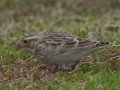 Thick-billed Longspur aka McCown's Longspur - Crown Point--east side, San Diego, California, 11/7/2018