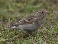 McCown's Longspur