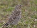 Thick-billed Longspur aka McCown's Longspur - Crown Point--east side, San Diego, California, 11/7/2018