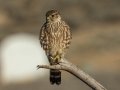 Merlin - Ramona Grasslands, Rangeland Rd., San Diego, California, United States