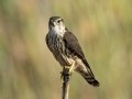 Merlin