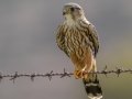 Merlin, Sweetwater Reservoir, San Diego, California, United States, Dec 14, 2019