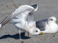 Mew Gull