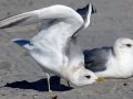 Mew Gull