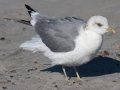 Mew Gull