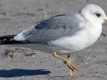Mew Gull