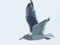 Mew Gull