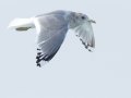 Mew Gull